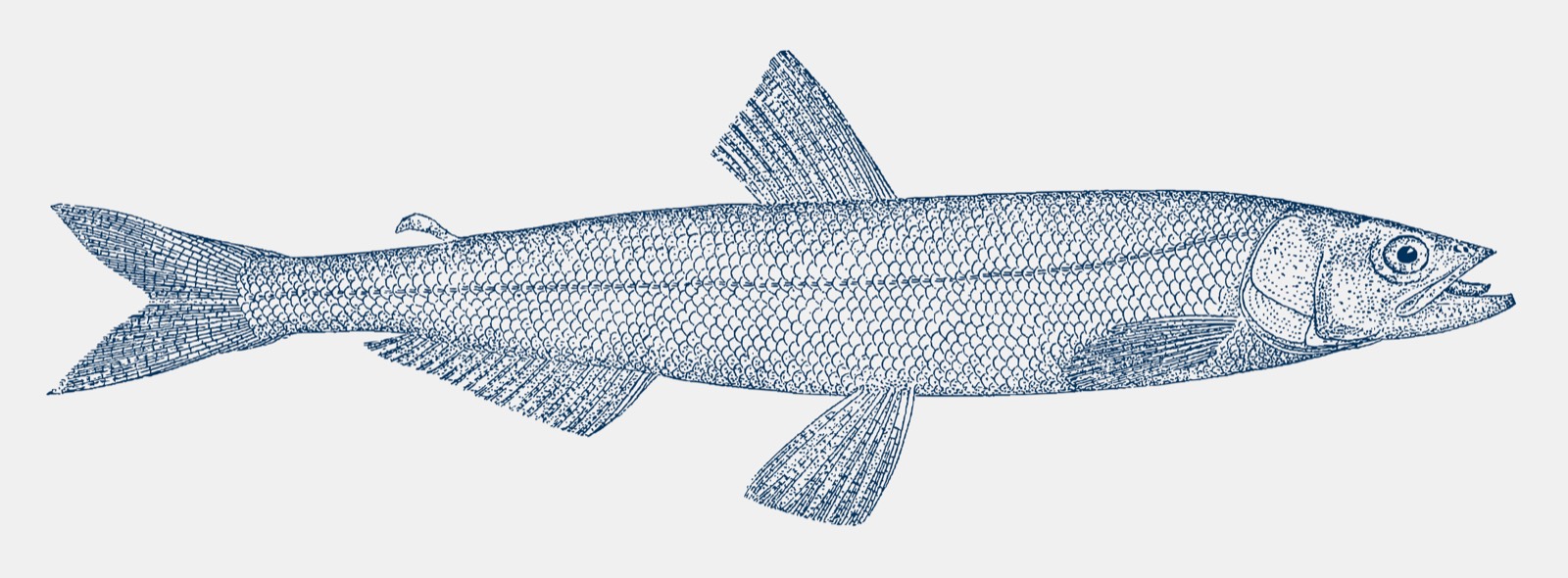 Engraving of a candlefish, rendered in navy stipple on paper: a slender smelt in left profile.
